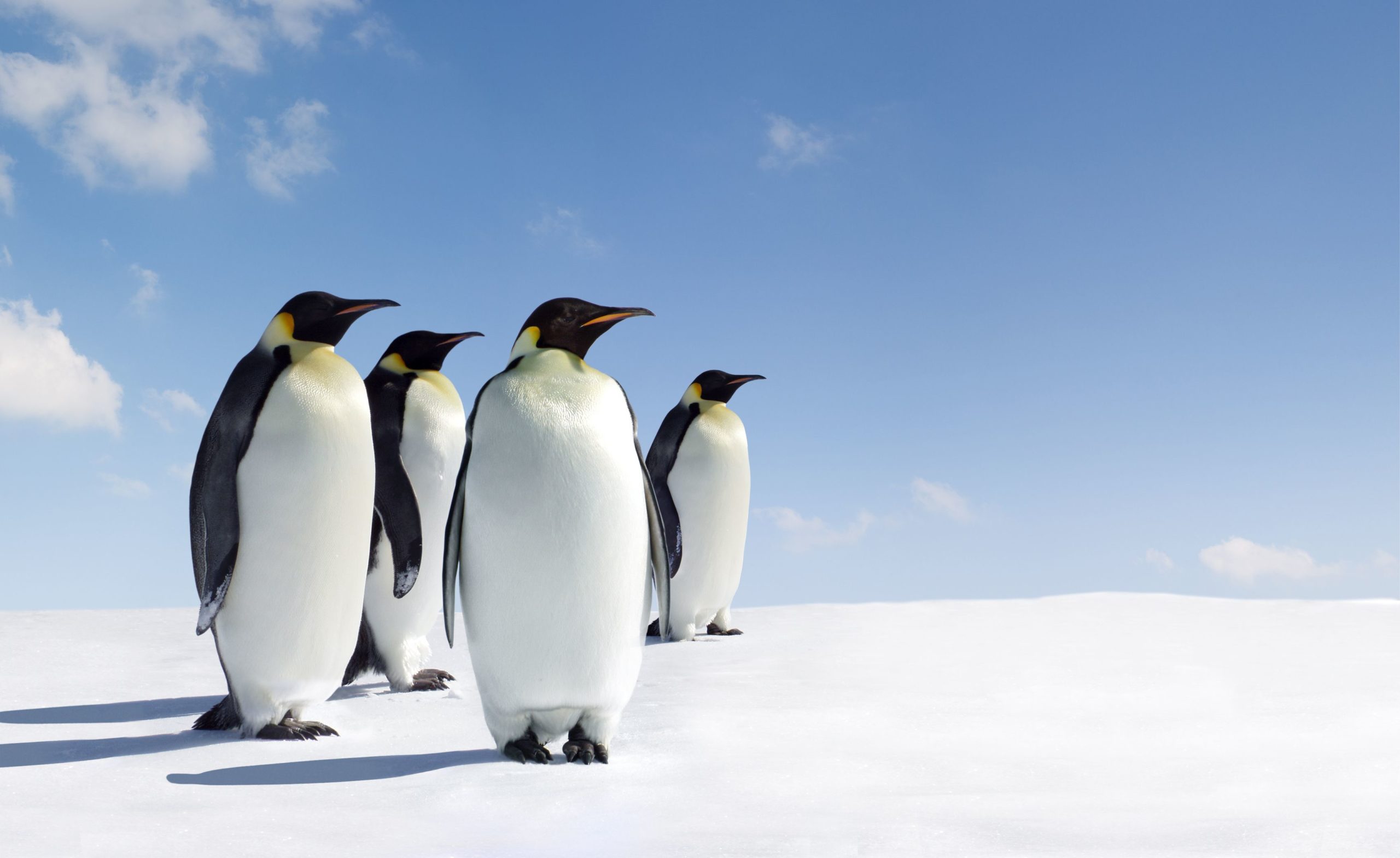 The Emperor Penguin Extinction Scam & Sea Ice Dynamics - CO2 Coalition