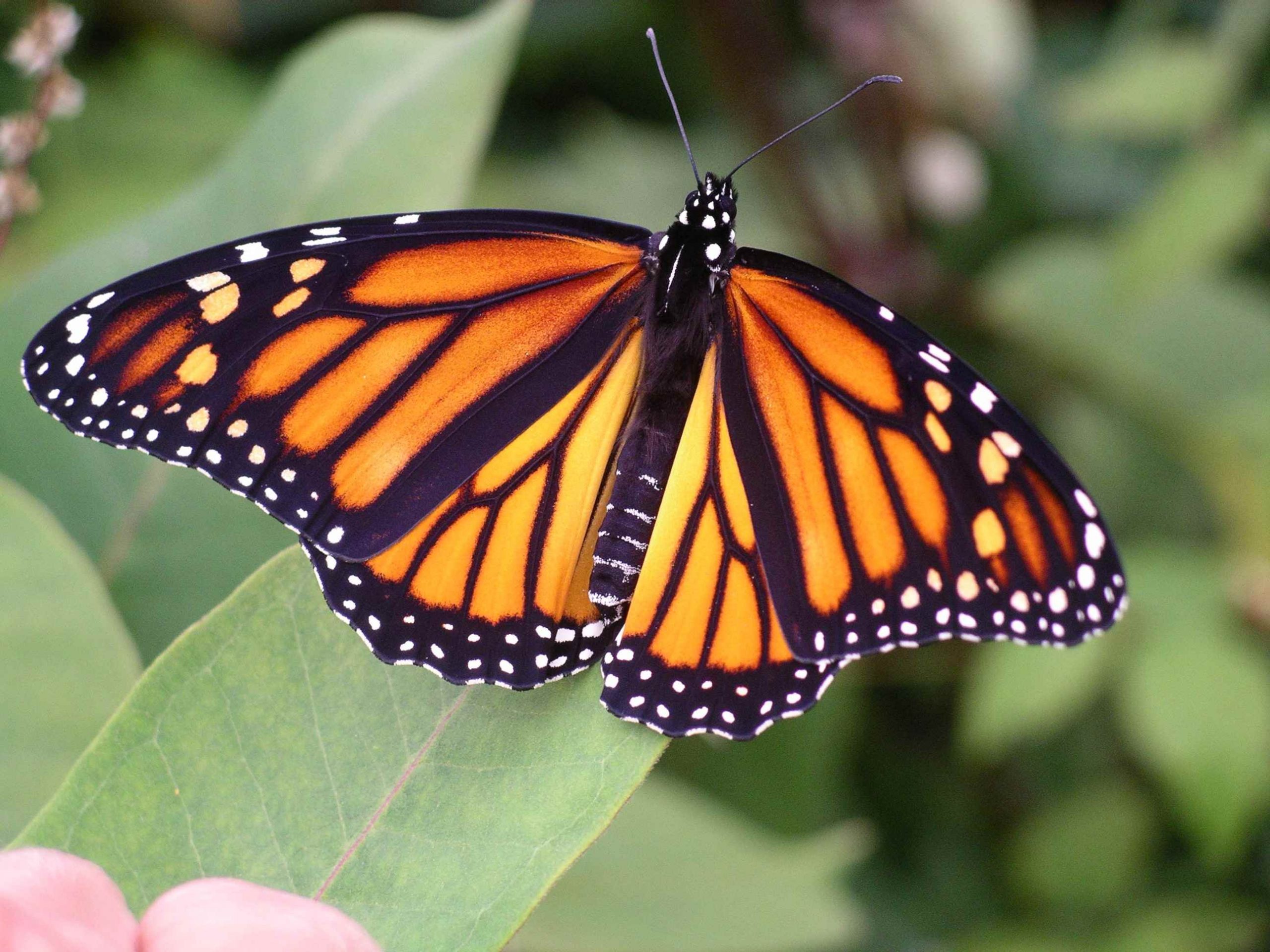 2022 Monarch Butterfly Report: A Mystery - CO2 Coalition